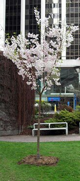 canfor tree